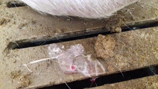 Foto 1. Expulsi&oacute;n de embriones.
