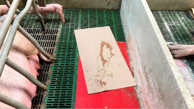 Imagen 1. Un m&eacute;todo pr&aacute;ctico para recoger diarrea, es usar tapetes de los que se usan para secar y dar confort al lech&oacute;n tres el parto. Esos tapetes se dejan en la maternidad y si hay diarrea los lechones los manchar&aacute;n, us&aacute;ndose luego para preparar la mezcla que administraremos a la cerda.
