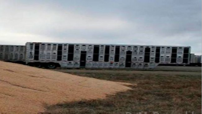 Imagen 2. Proximidad de veh&iacute;culos de transporte contaminados y almacenamiento a la intemperie de ma&iacute;z. Cortes&iacute;a del Dr. Doug McDougald.
