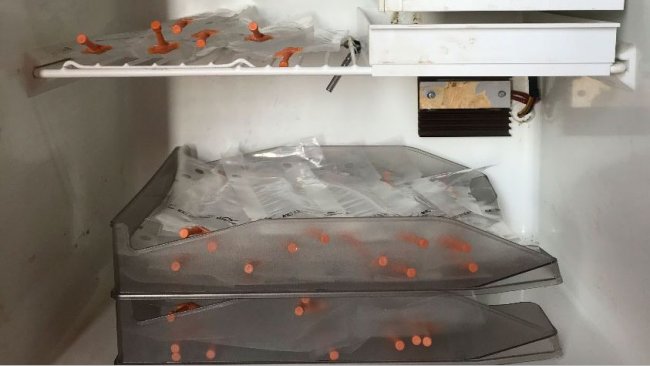 Foto 1. Colocaci&oacute;n de las dosis en bandejas dispuestas una encima de otra con el fin de evitar la sedimentaci&oacute;n inadecuada de los espermatozoides y facilitar el movimiento peri&oacute;dico de estas para su homogeneizaci&oacute;n.
