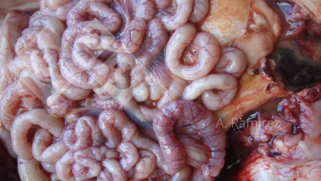 Imagen 2. Intestino delgado ligeramente ondulado (debido al engrosamiento de la pared intestinal) que sugiere una ileitis leve a moderadamente crónica y sin complicaciones. Si abriéramos los intestinos, el engrosamiento y la ondulación se volverían más evidentes.