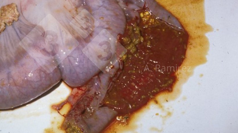 Imagen 1. &Iacute;leon de cerdo con ileitis hiperaguda que muestra intestinos ligeramente distendidos con contenido intestinal hemorr&aacute;gico mezclado con un poco de alimento parcialmente digerido.
