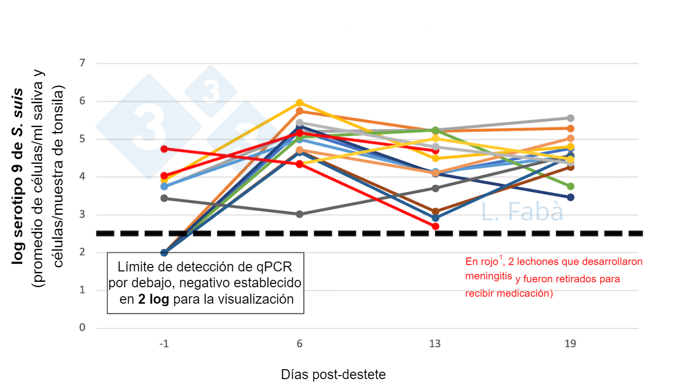 <p>Figura 2. S9 de&nbsp;<em>S. suis</em> en cavidad oral antes y despu&eacute;s del destete. La carga del serotipo 9 de&nbsp;<em>S. suis</em> (promedio de muestras de saliva y tonsila) cambia tras el destete para&nbsp;15 lechones de&nbsp;3 camadas diferentes&nbsp;(asignados seg&uacute;n el&nbsp;origen de la&nbsp;cerda,&nbsp;3 por corral en el destete).</p>
