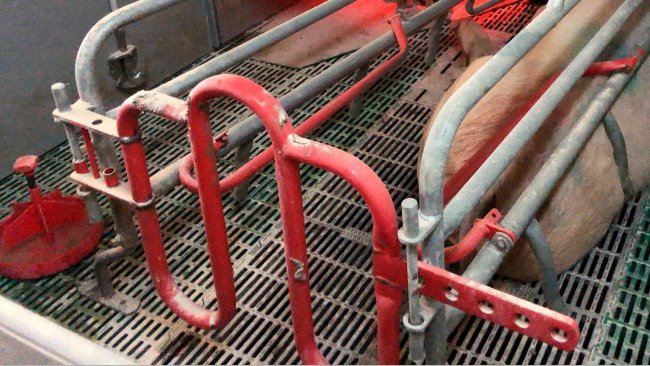 Imagen 1. Cuando se usan platos para administrar agua a los lechones, es b&aacute;sico que estos se mantengan limpios y que se a&ntilde;ada agua frecuentemente.
