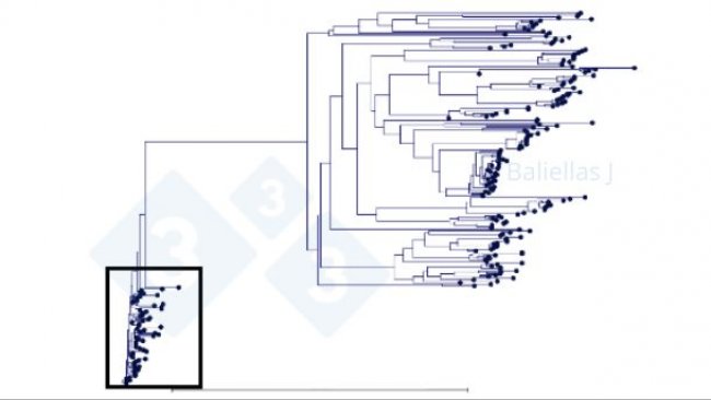 Figura 1: &Aacute;rbol filogen&eacute;tico con el hist&oacute;rico de secuencias ORF5 detectadas en una regi&oacute;n en el transcurso de 4 a&ntilde;os.
