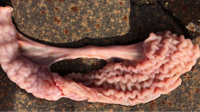 Figura 8A. Coinfección por Salmonella cholerasuis y Lawsonia intracelularis en animales en transición.