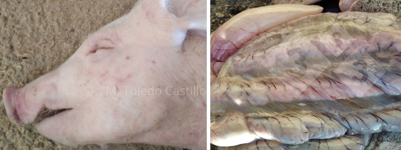 Aspecto del intestino de un lechón afectado por enfermedad de los edemas