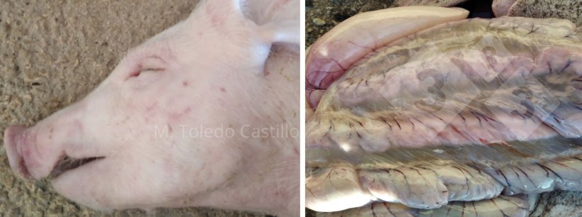 Foto 1 y 2: Aspecto del intestino de un lech&oacute;n afectado por enfermedad de los edemas.
