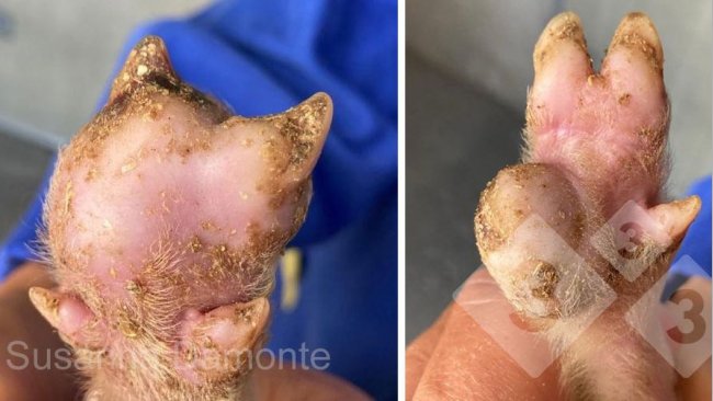 Figura 2. Lesi&oacute;n plantar en un lech&oacute;n de 15 d&iacute;as.
