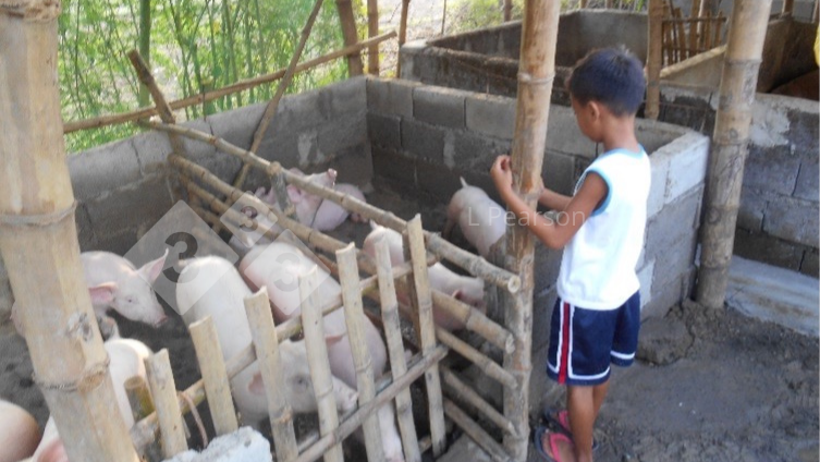 Figura 2. El pienso de cerdos debe ser seguro para ellos y para los humanos.
