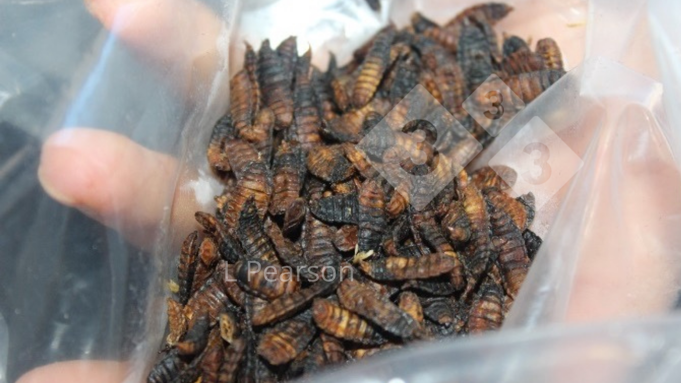 <p>Figura 1. Producci&oacute;n de larvas de mosca soldado negra.</p>
