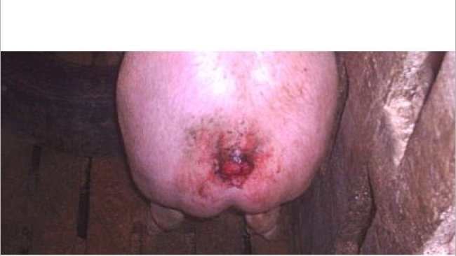 Canibalismo en colas