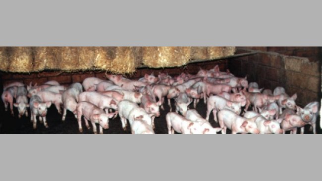 PPRS y deficiencia de vitamina E y selenio