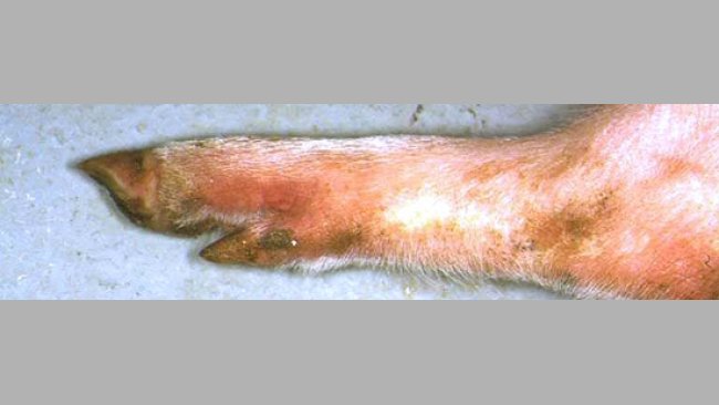 Extremidades enrojecidas