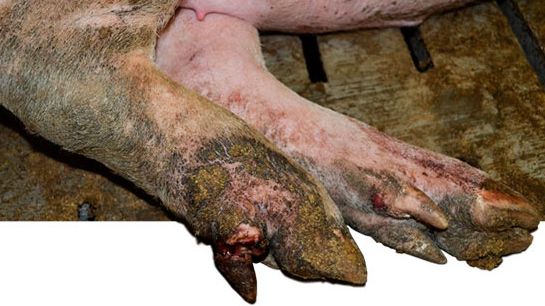 amputated dew claw