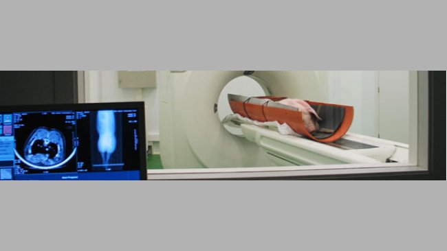 Examination of a live pig with a CT unit.