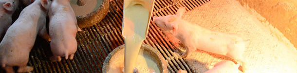 Manual milk dispensing in feeding pans in transition