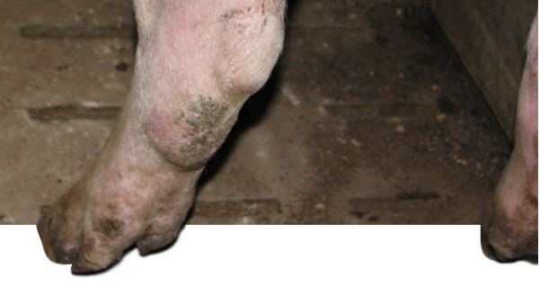 Gilt hind leg