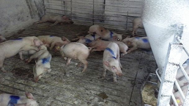 Afected pigs