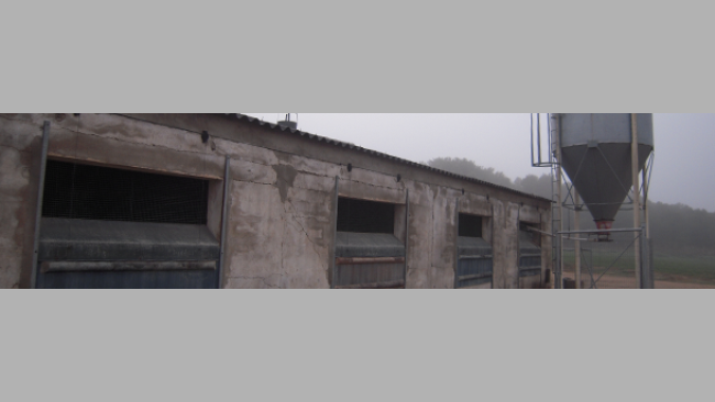 A pig farm