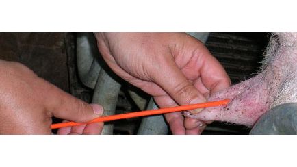 Post-Cervical Artificial Insemination in a sow