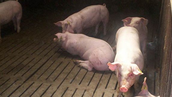 Fattening pigs
