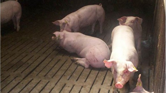 Fattening pigs
