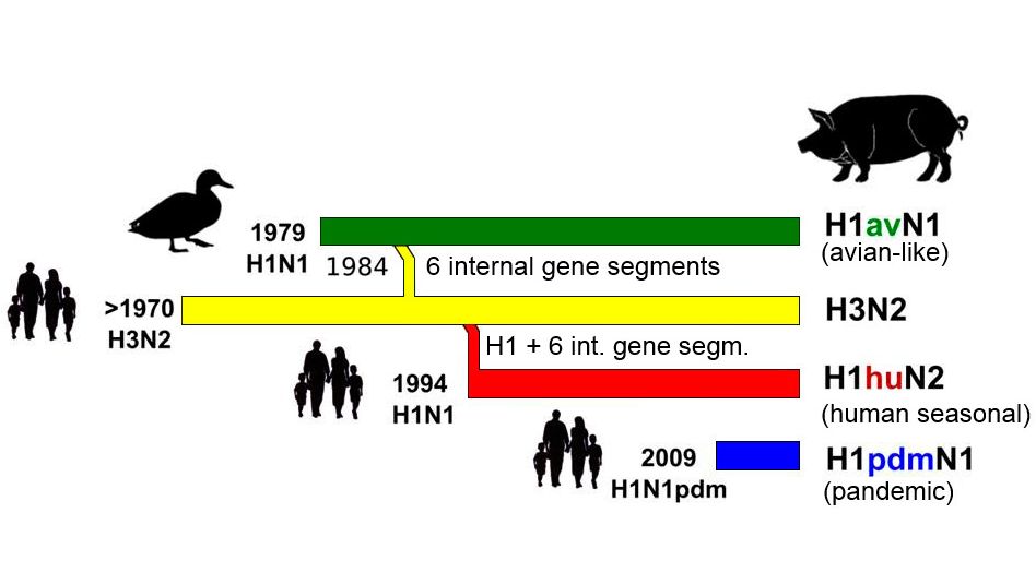 Figure 1. History and origin of porcine influenza A viruses (IAV) currently in circulation in Europe. It
should be noted that none of these porcine IAV rooted in swine populations.
