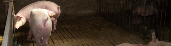 circovirosis