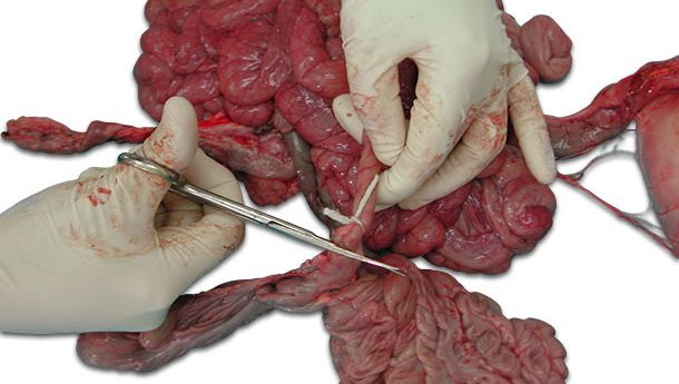 Photo 1:Tie up the ends of the intestinal section before cutting.
