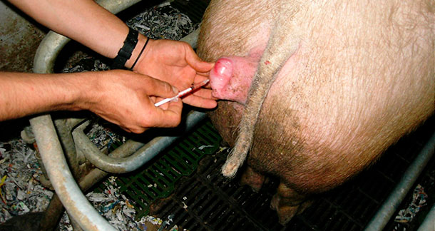 Injecting prostaglandin to the sow
&nbsp;
