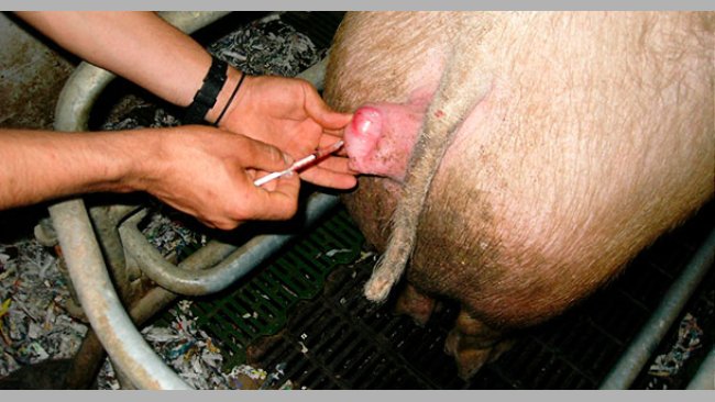 Injecting prostaglandin to the sow
