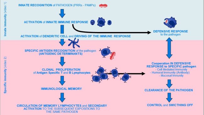Figure 1. Phases of onset, activation and progression of Innate and Specific Immunity against a pathogen