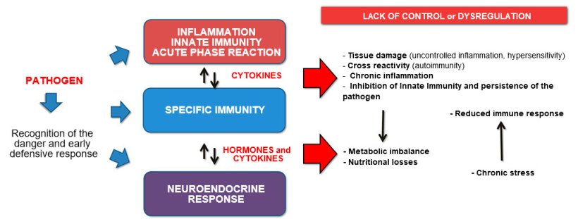 Figure 2b: Interaction between Immunity and Neuroendocrine response in uncontrolled evolution of the inflammation / immunity: chronic inflammation or persistent infection are associated with metabolic disorders.

