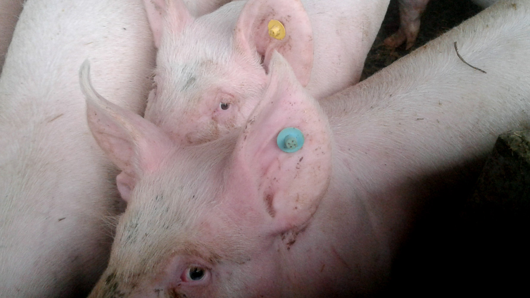 Use of colour tags&nbsp;to identify the age of replacement gilts.

&nbsp;
