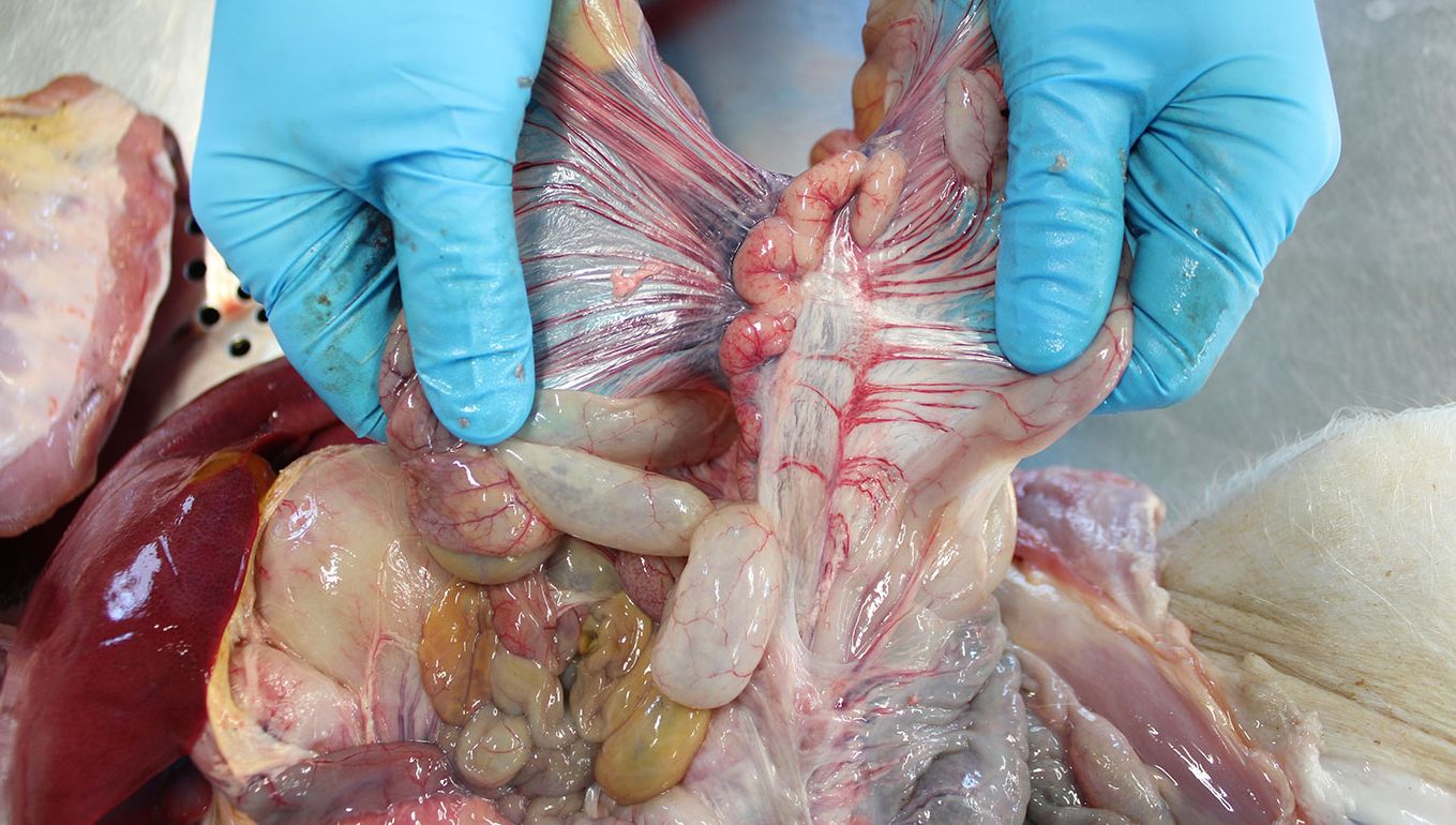 Mesenteric lymph nodes

