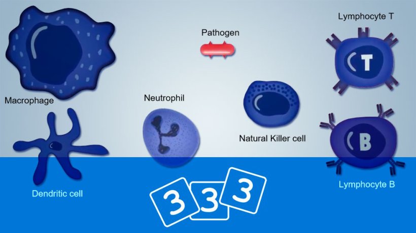 Re-Discover immunology in 333pig
&nbsp;
