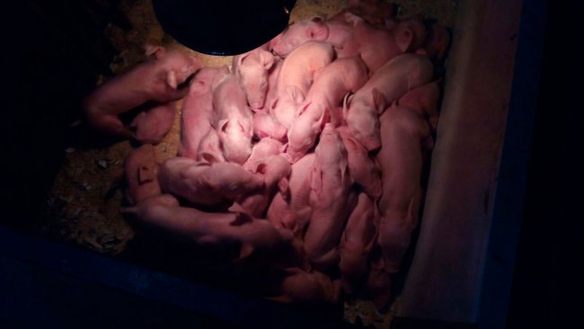 Litter from a hyperprolific sow. Author: Josep Mª Girvent