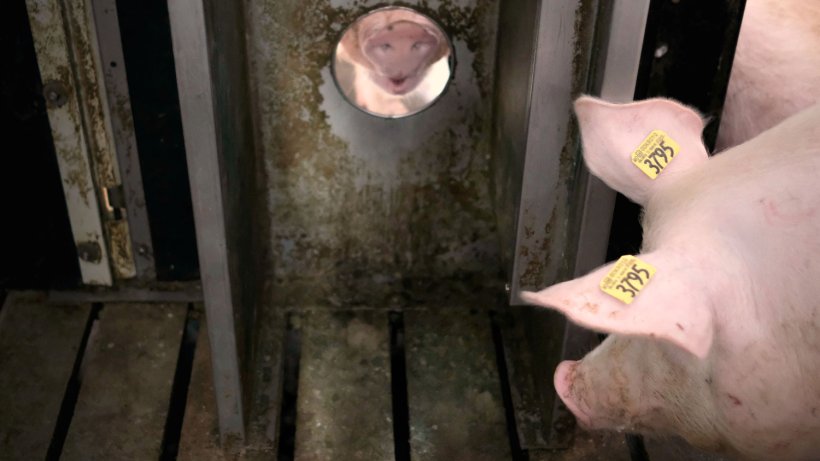A sow approaches a boar within a group gestation pen. The pen design allows nose-to-nose contact between the animals, allowing for pheromone exchange to trigger heat response if the sow is open. The technology records the number and length of interactions and calculates whether the sow&rsquo;s behavior indicates she is in heat.
