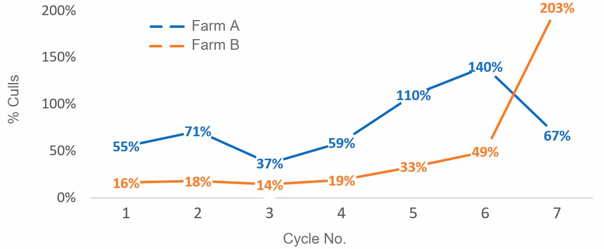 Graph&nbsp;1. Percentage of culled sows per cycle (number of sows culled per cycle/ average census per cycle) in 2016
