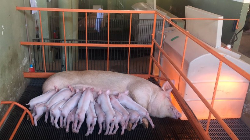 Milk production accounts for 75 to 80% of the total requirements of lactating sows (Picture: Research Facilities, NEPSUI/ UFMG)
