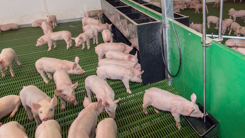 Monitoring on commercial pig farms has shown that having water near the feeder can dramatically increase pigs&rsquo; feed intake.
