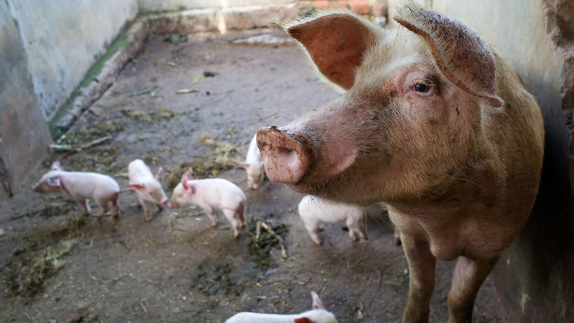 Cross breed sow and piglets on a farm in Masaka district, Uganda.
Photo credit: ILRI/Apollo Habtamu.