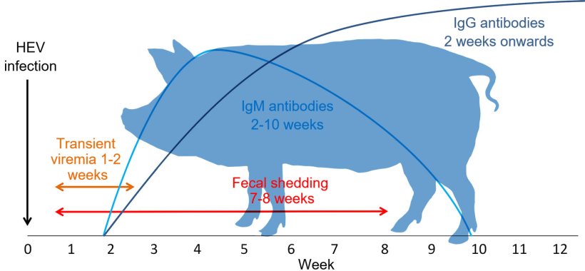 Hepatitis E virus infection response
