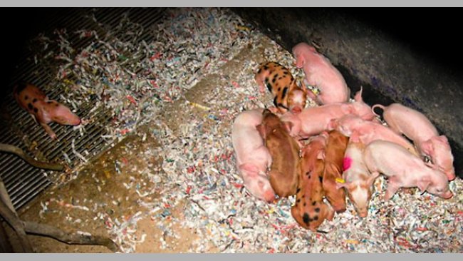 Cold piglets1