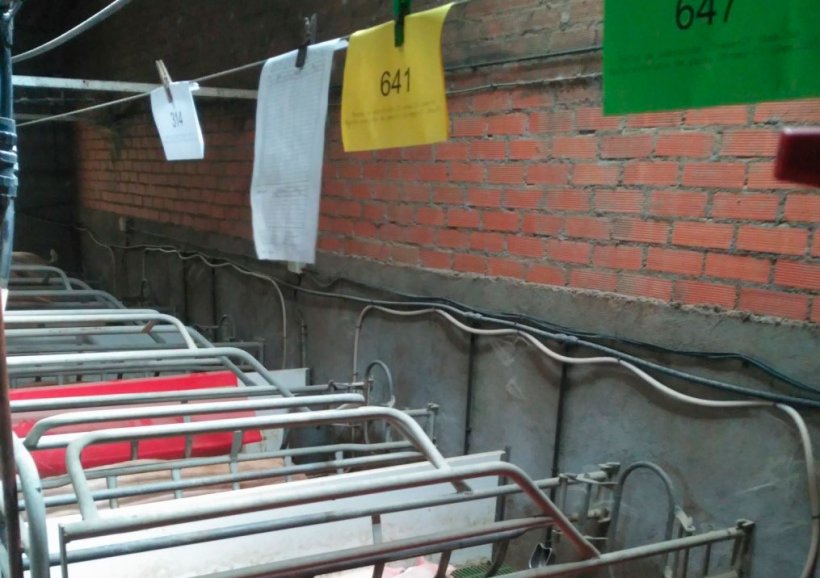 Farrowing house with several sow cards in different colours
