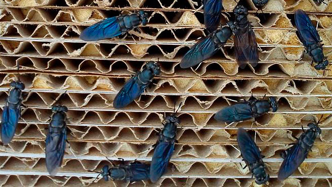 Black soldier fly
