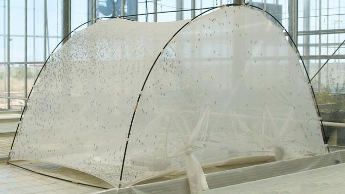 Black soldier fly production
