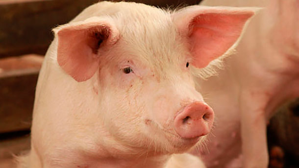 An improved sow in Hoima District in Uganda (photo credit: ILRI/Karen Marshall).