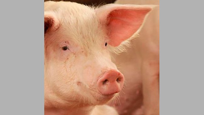 An improved sow in Hoima District in Uganda (photo credit: ILRI/Karen Marshall).